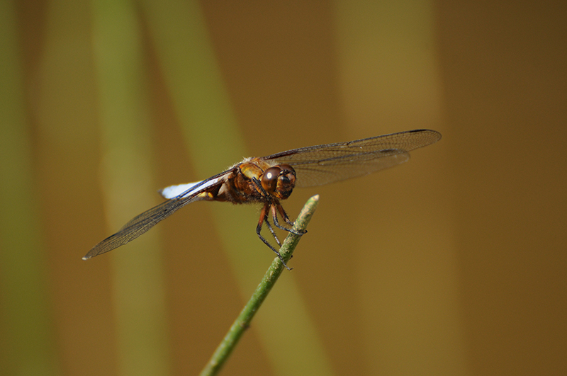 Photo Insectes Libellule déprimée (Libellula depressa)