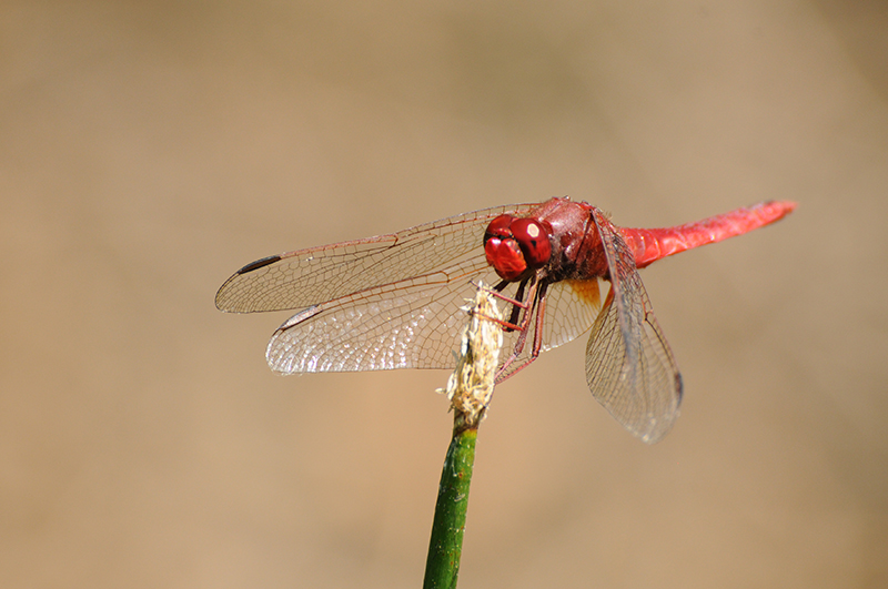 libellule-ecarlate-crocothemis-erythraea.jpg Libellule écarlate (Crocothemis erythraea)