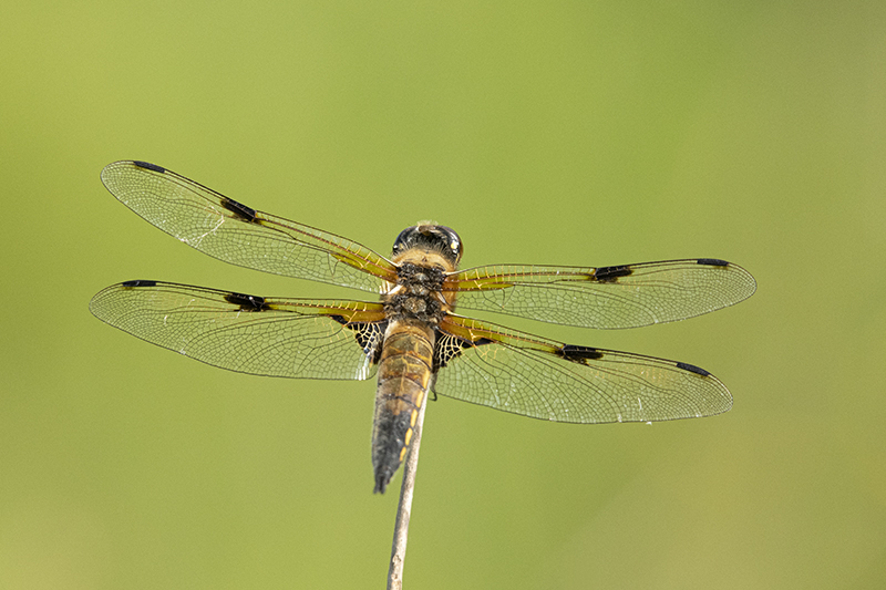 Photo Insectes Libellule à quatre taches (Libellula quadrimaculata)