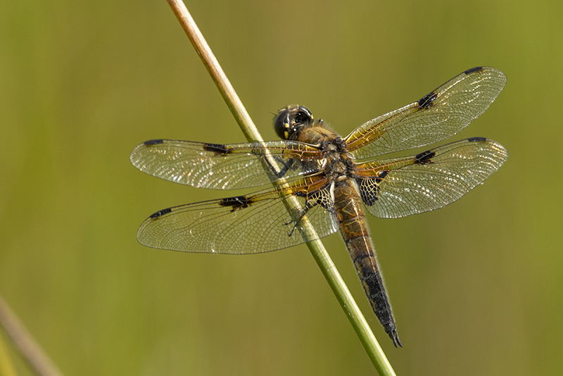 Photo Insectes Libellule à quatre taches (Libellula quadrimaculata)