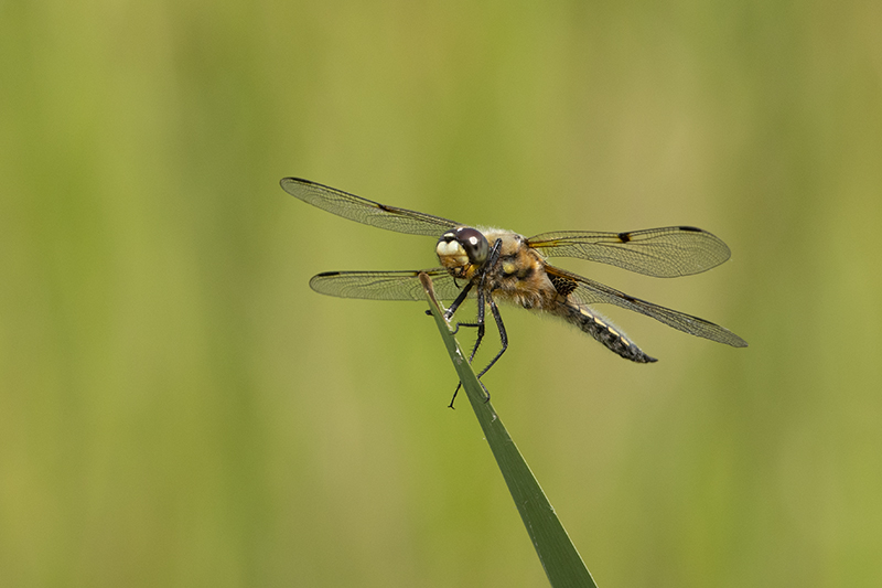 Photo Insectes Libellule à quatre taches (Libellula quadrimaculata)