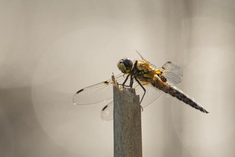 Photo Insectes Libellule à quatre taches (Libellula quadrimaculata)