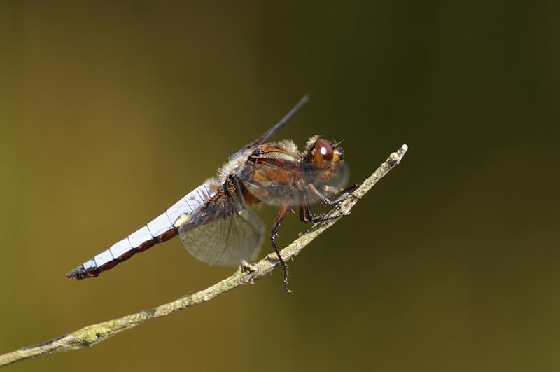 Photo Insectes Libellule déprimée (Libellula depressa)