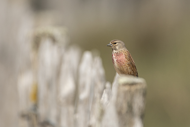 Photo Oiseaux Linotte mélodieuse (Linaria cannabina)