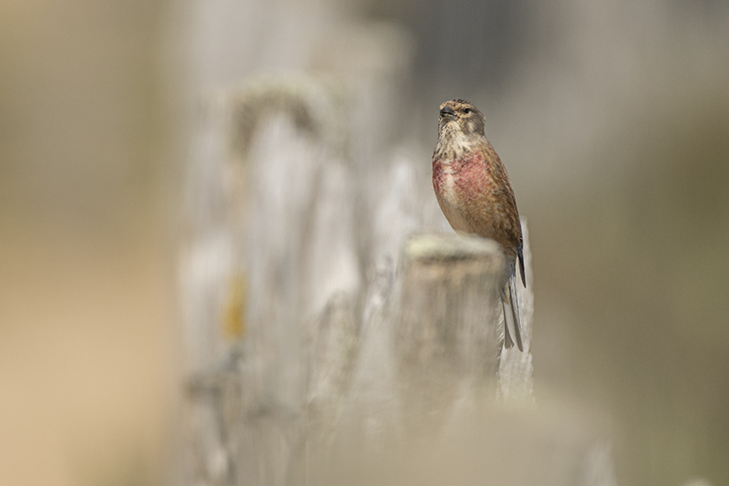 Photo Oiseaux Linotte mélodieuse (Linaria cannabina)