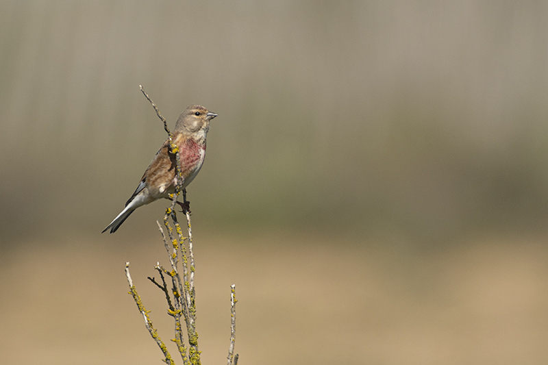 Photo Oiseaux Linotte mélodieuse (Linaria cannabina)