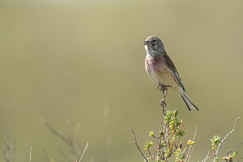 Photo Oiseaux Linotte mélodieuse (Linaria cannabina)