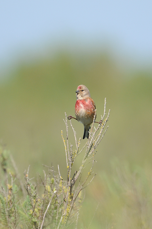 Photo Oiseaux Linotte mélodieuse (Linaria cannabina)
