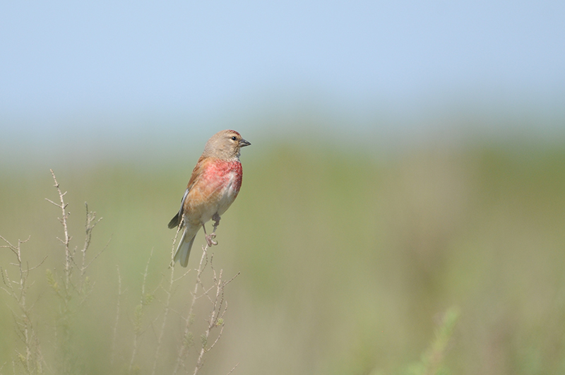 Photo Oiseaux Linotte mélodieuse (Linaria cannabina)