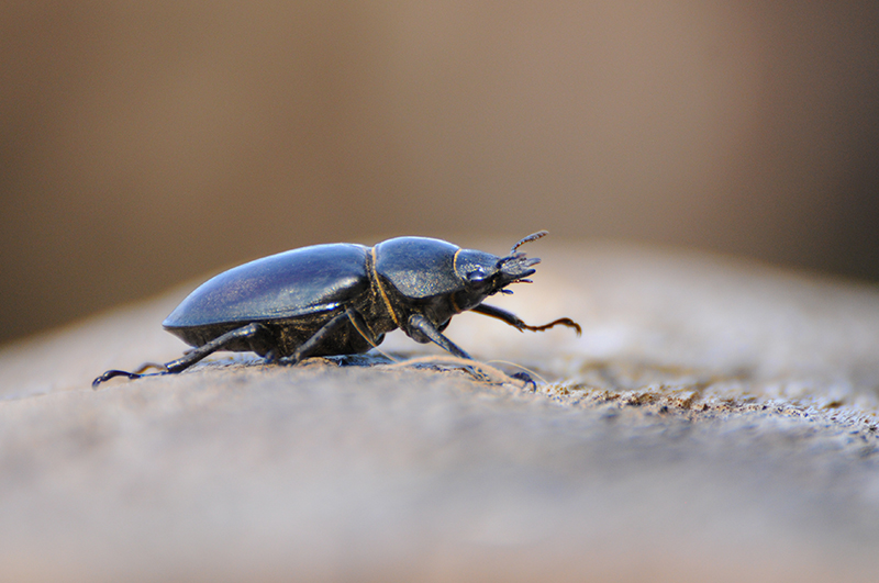 Photo Insectes Lucane cerf-volant (Lucanus cervus)