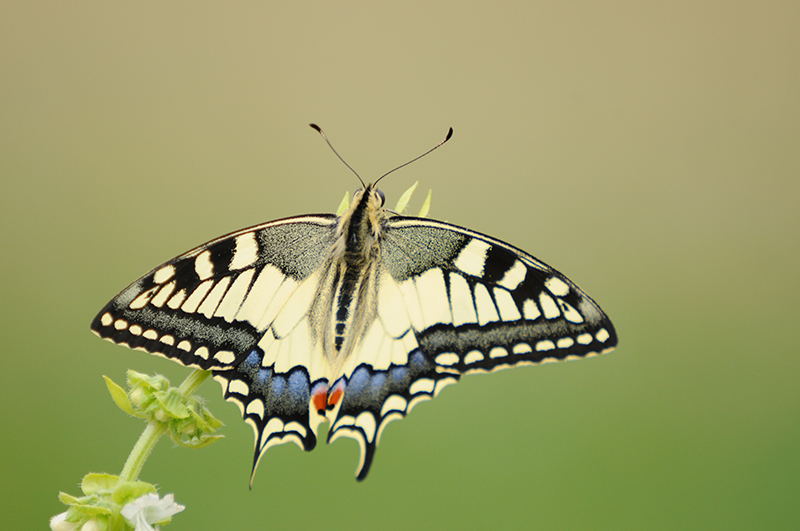 Photo Insectes Machaon (Papilio machaon)