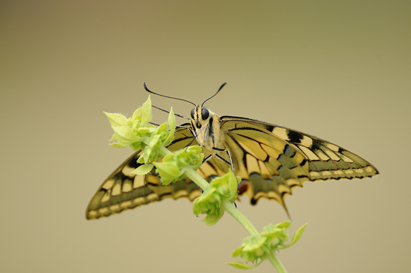 Photo Insectes Machaon (Papilio machaon)