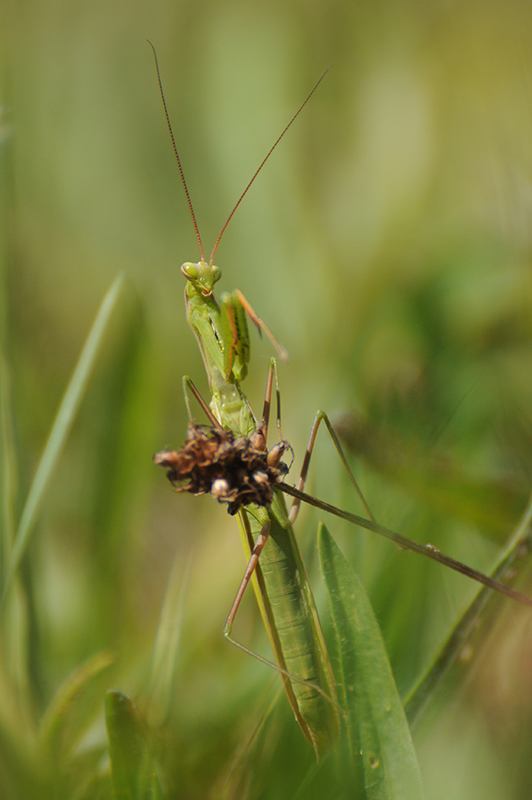 Photo Insectes Mante religieuse (Mantis religiosa)