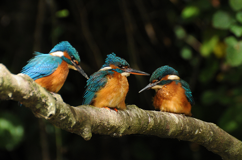Photo Oiseaux Martin-pêcheur d'Europe (Alcedo atthis)