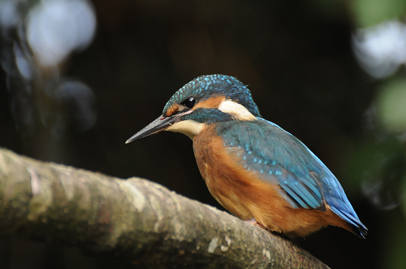 Photo Oiseaux Martin-pêcheur d'Europe (Alcedo atthis)