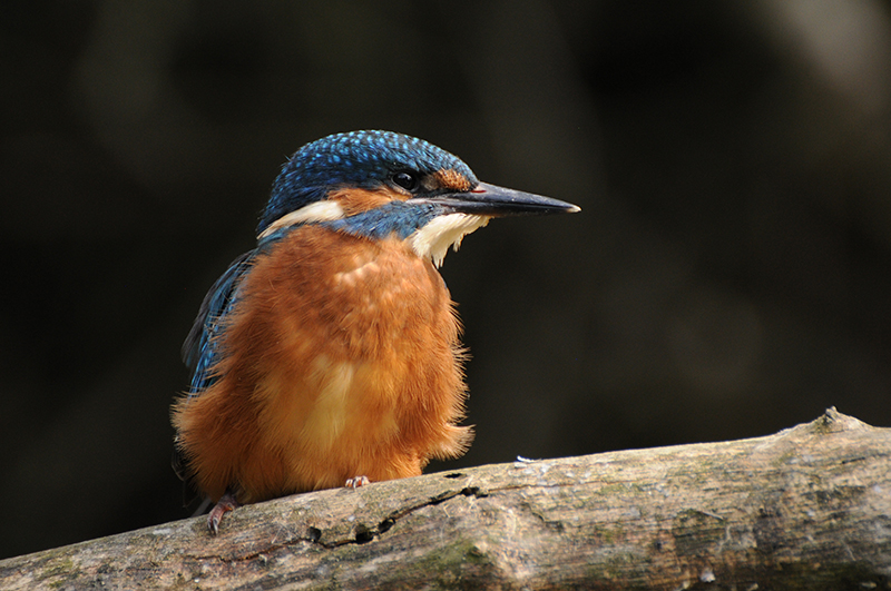 Photo Oiseaux Martin-pêcheur d'Europe (Alcedo atthis)