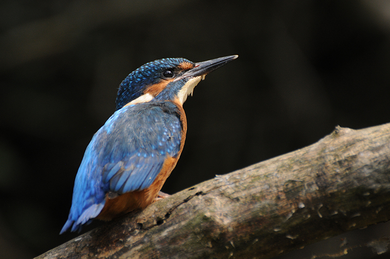 Photo Oiseaux Martin-pêcheur d'Europe (Alcedo atthis)
