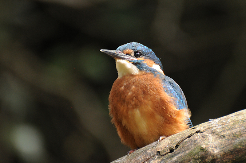 Photo Oiseaux Martin-pêcheur d'Europe (Alcedo atthis)