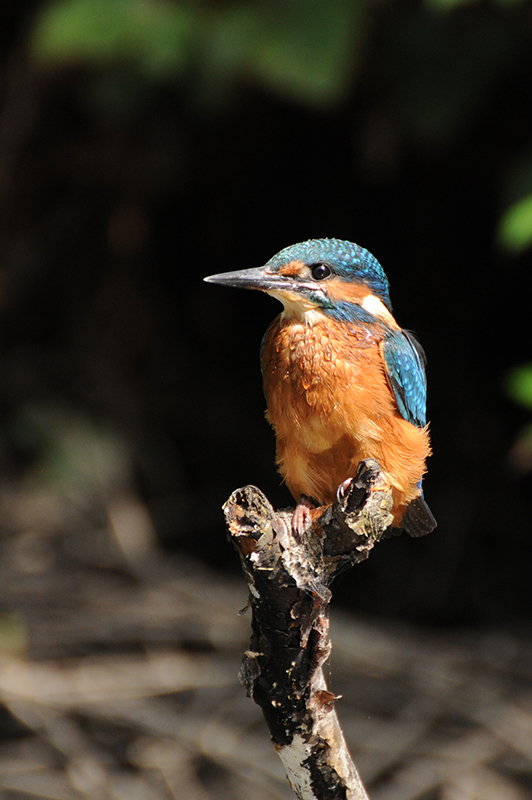 Photo Oiseaux Martin-pêcheur d'Europe (Alcedo atthis)