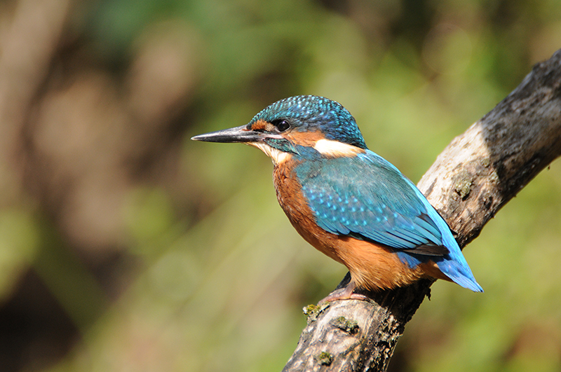 Photo Oiseaux Martin-pêcheur d'Europe (Alcedo atthis)