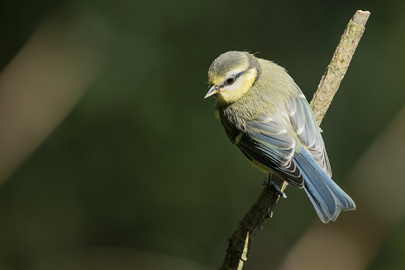 Photo Oiseaux Mésange bleue (Cyanistes caeruleus)