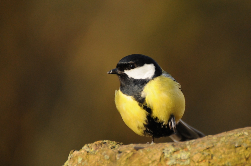 Photo Oiseaux Mésange charbonnière (Parus major)