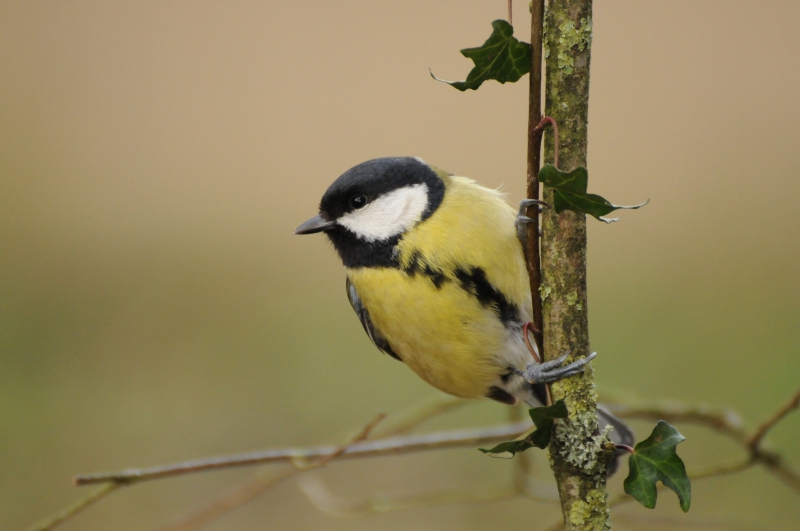 Photo Oiseaux Mésange charbonnière (Parus major)