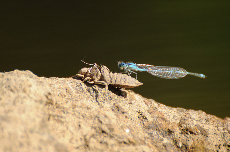 Photo Insectes Naïade aux yeux bleus (Erythromma lindenii)