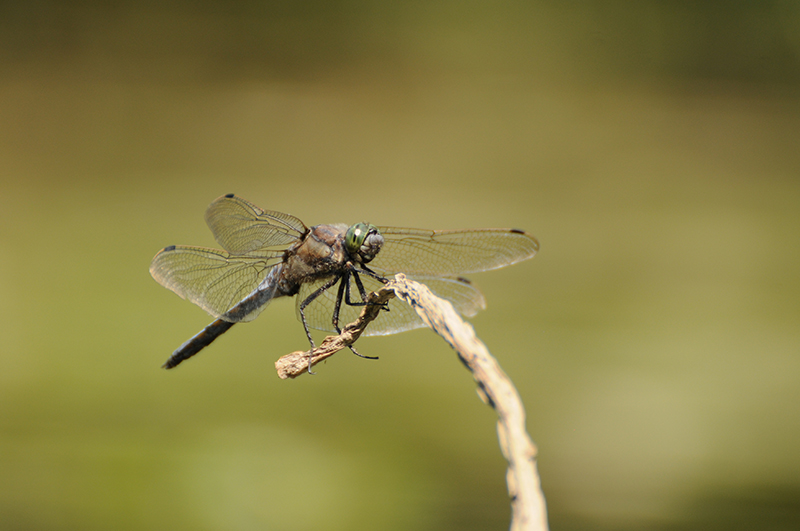 orthetrum-cancellatum.jpg Orthetrum réticulé (Orthetrum cancellatum)