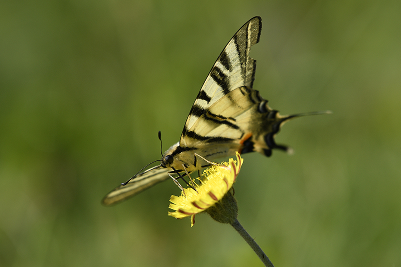 Photo Insectes Flambé (Iphiclides podalirius)