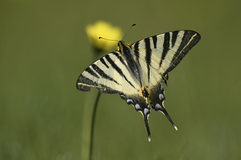Photo Insectes Flambé (Iphiclides podalirius)