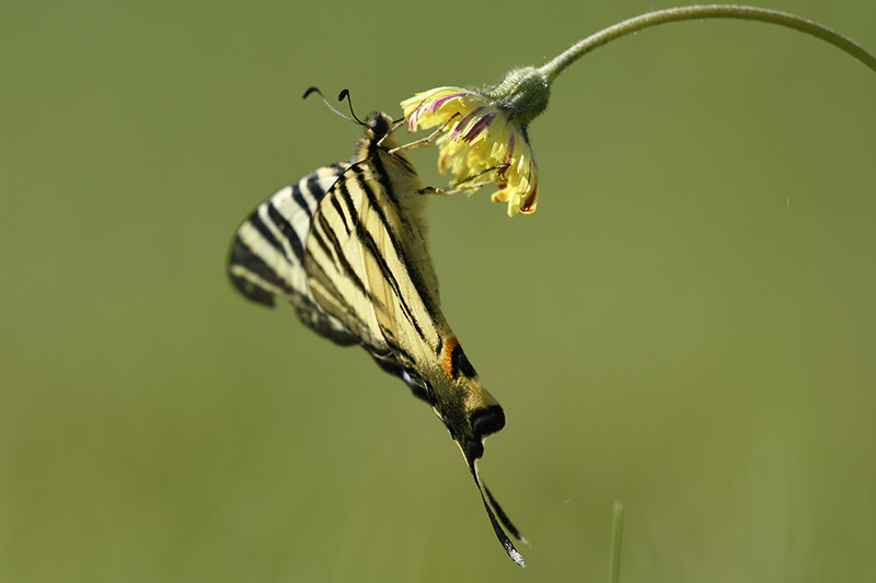 Photo Insectes Flambé (Iphiclides podalirius)