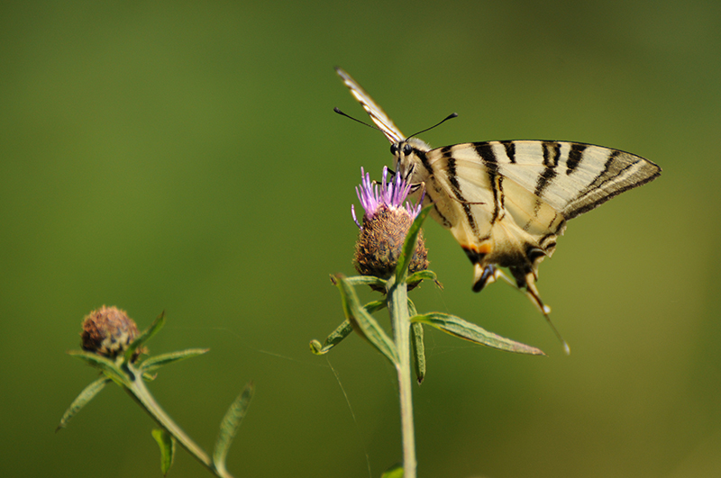 Photo Insectes Flambé (Iphiclides podalirius)