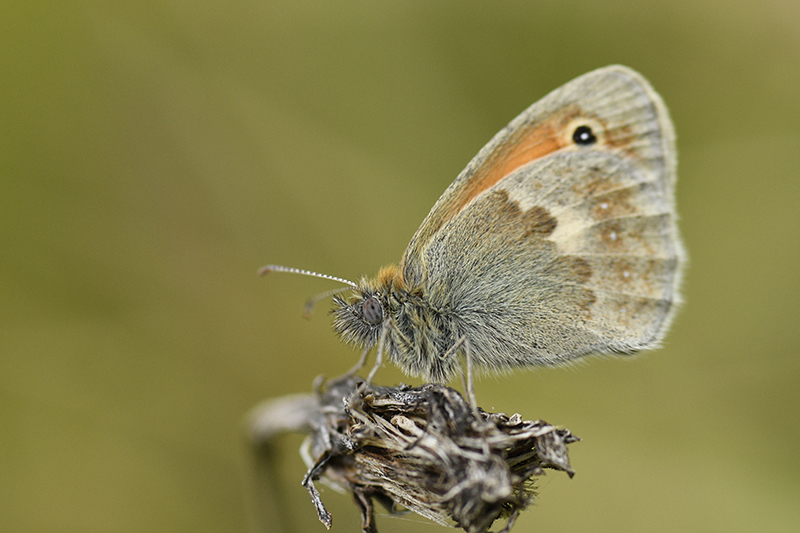 Photo Insectes Procris (Coenonympha pamphilus)