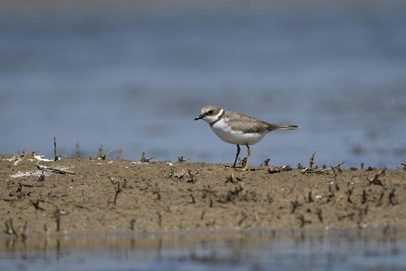 Photo Oiseaux Petit gravelot (Charadrius dubius)
