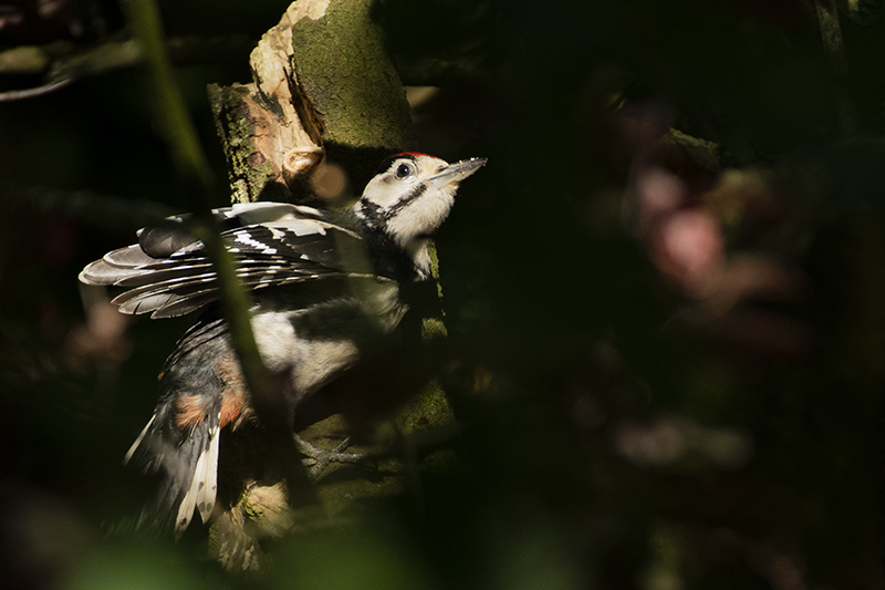 Photo Oiseaux Pic épeiche (Dendrocopos major)