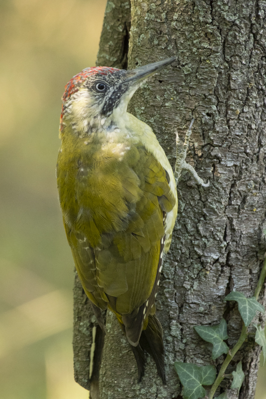 Photo Oiseaux Pic vert (Picus viridis)