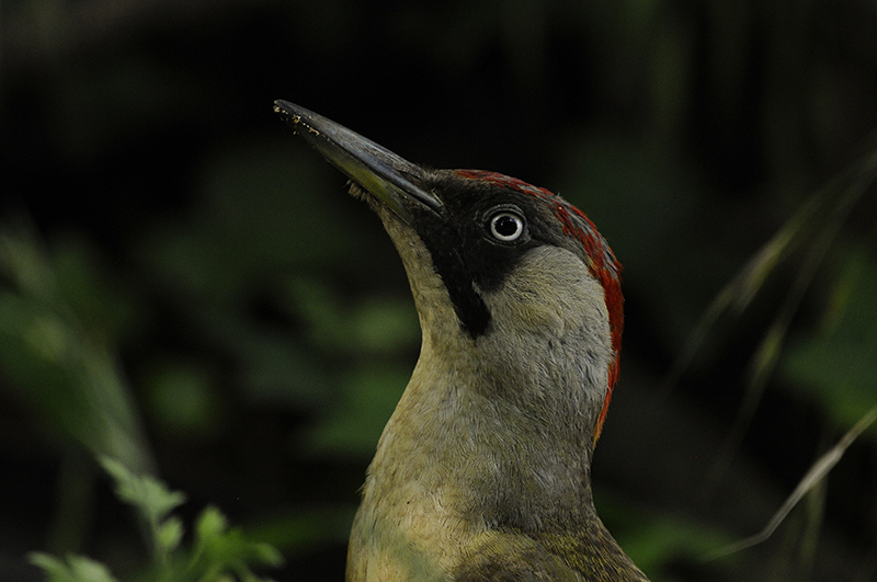 Photo Oiseaux Pic vert (Picus viridis)