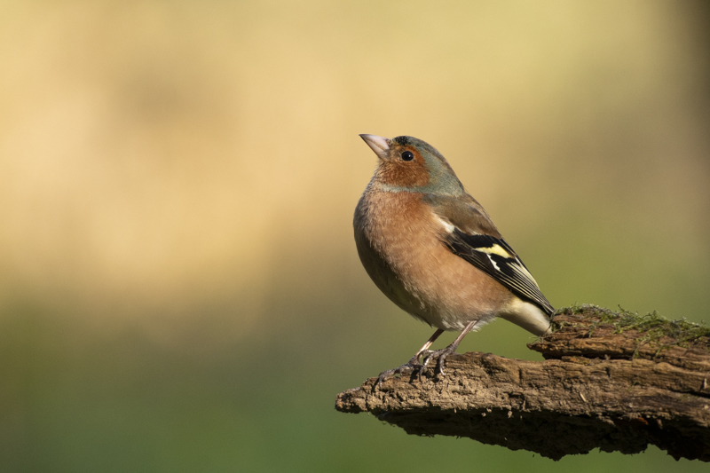 Photo Oiseaux Pinson des arbres (Fringilla coelebs)