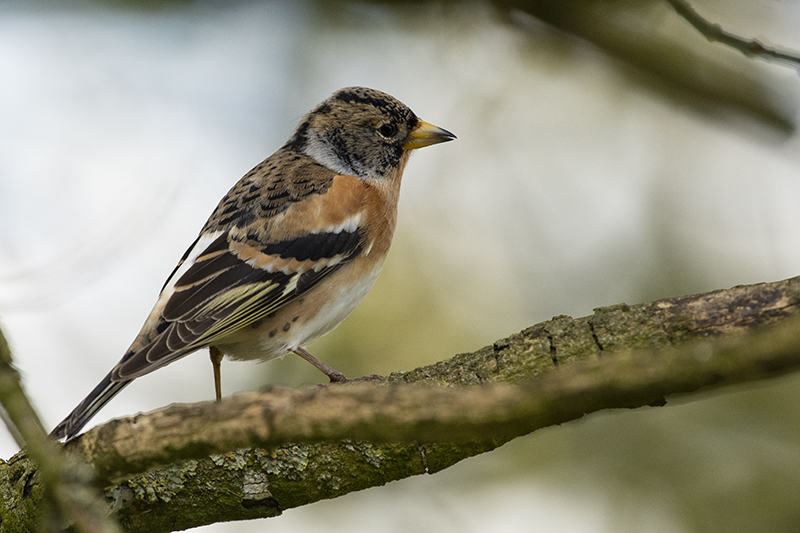 Photo Oiseaux Pinson du Nord (Fringilla montifringilla)