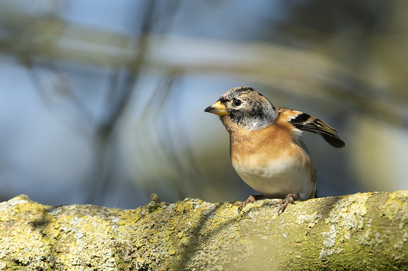 Photo Oiseaux Pinson du Nord (Fringilla montifringilla)