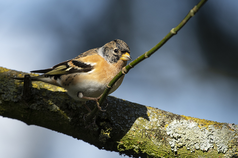 Photo Oiseaux Pinson du Nord (Fringilla montifringilla)