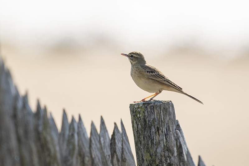 Photo Oiseaux Pipit rousseline (Anthus campestris)