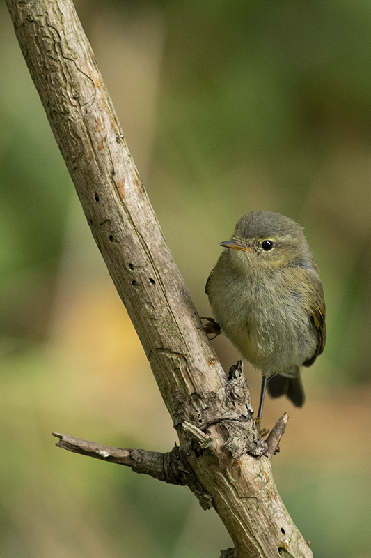 Photo Oiseaux Pouillot véloce (Phylloscopus collybita)