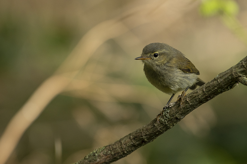 Photo Oiseaux Pouillot véloce (Phylloscopus collybita)