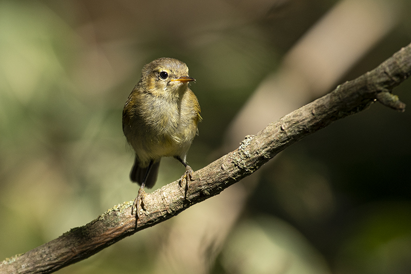 Photo Oiseaux Pouillot véloce (Phylloscopus collybita)