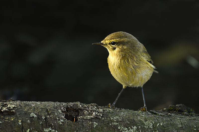 Photo Oiseaux Pouillot véloce (Phylloscopus collybita)