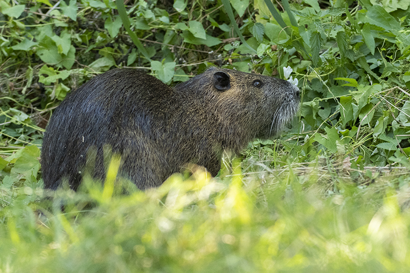 Photo Mammifères Ragondin (Myocastor coypus)