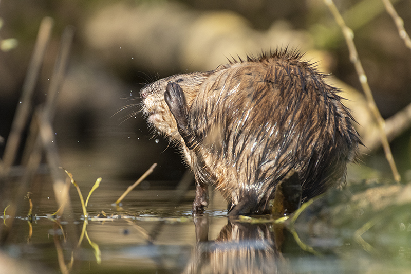 Photo Mammifères Rat musqué (Ondatra zibethicus) 