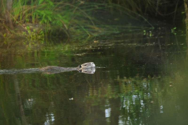 Photo Mammifères Ragondin (Myocastor coypus)
